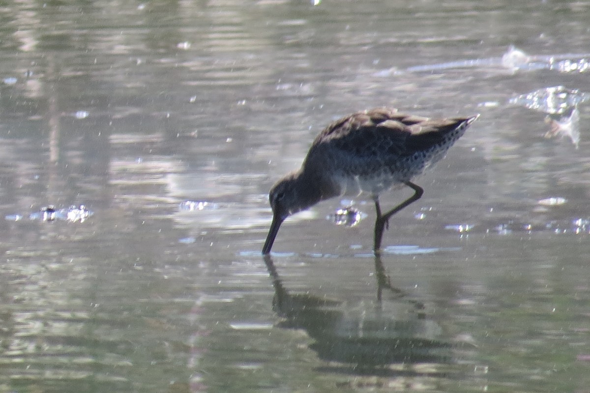 Long-billed Dowitcher - ML115515121