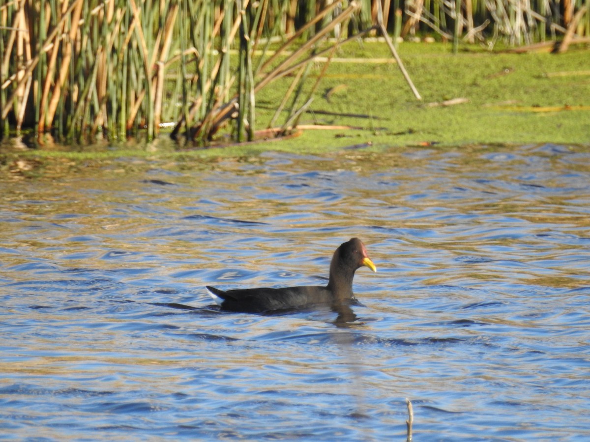 Red-fronted Coot - ML115515881