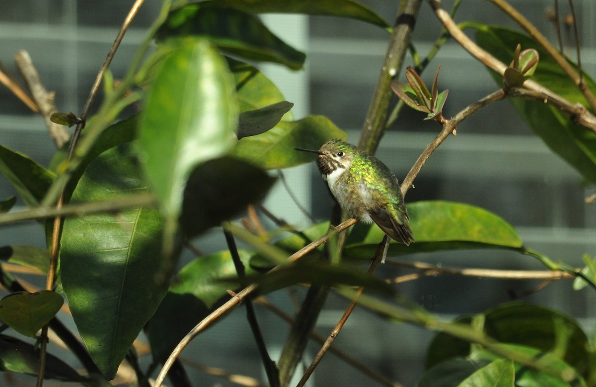 Calliope Hummingbird - Simon Mitchell