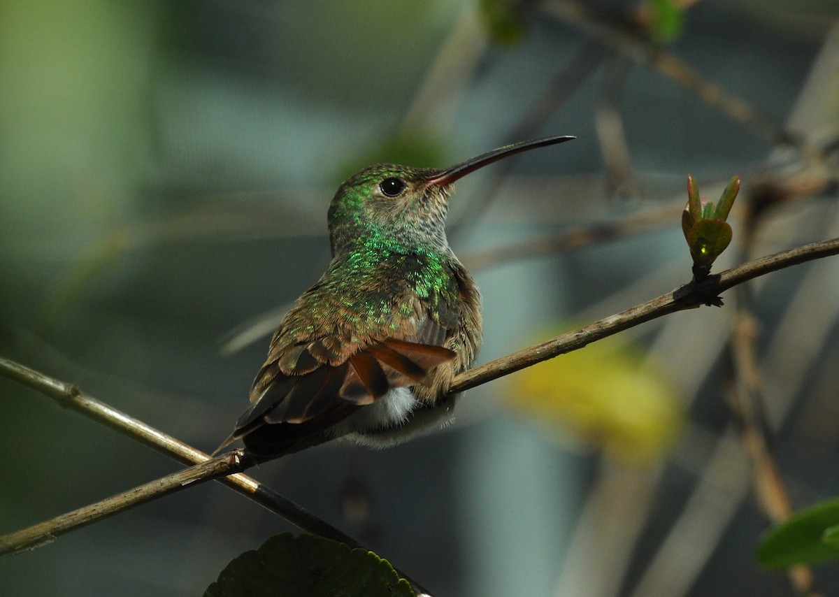 Buff-bellied Hummingbird - Simon Mitchell