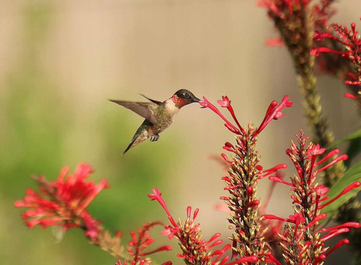 Ruby-throated Hummingbird - Roberta Blair