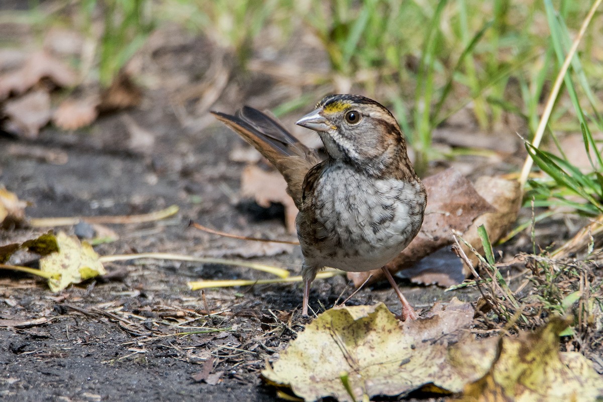White-throated Sparrow - ML115518351
