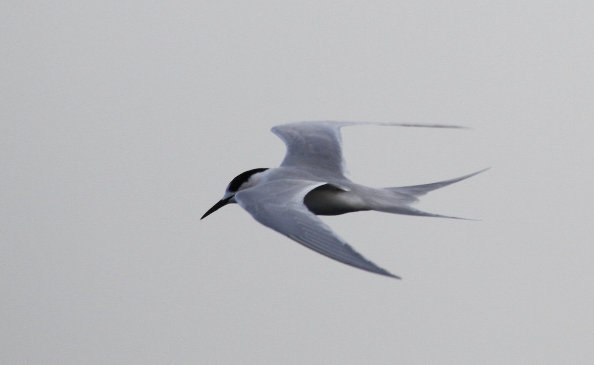 White-fronted Tern - Paul Brooks
