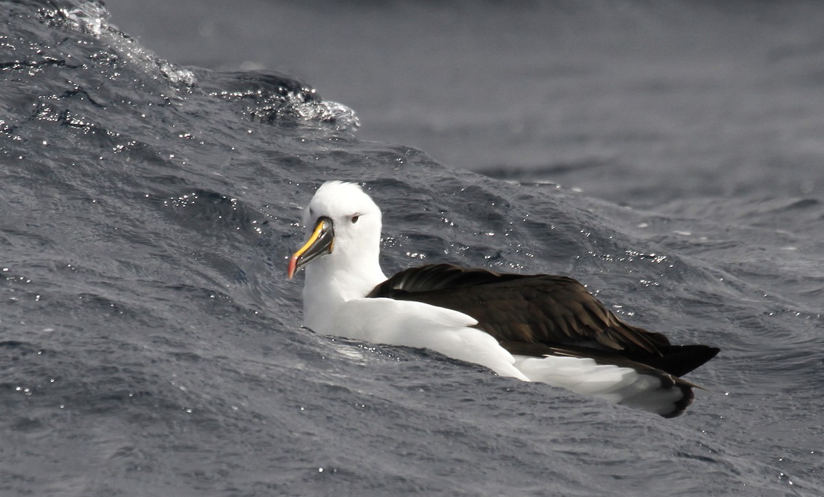 Indian Yellow-nosed Albatross - Paul Brooks