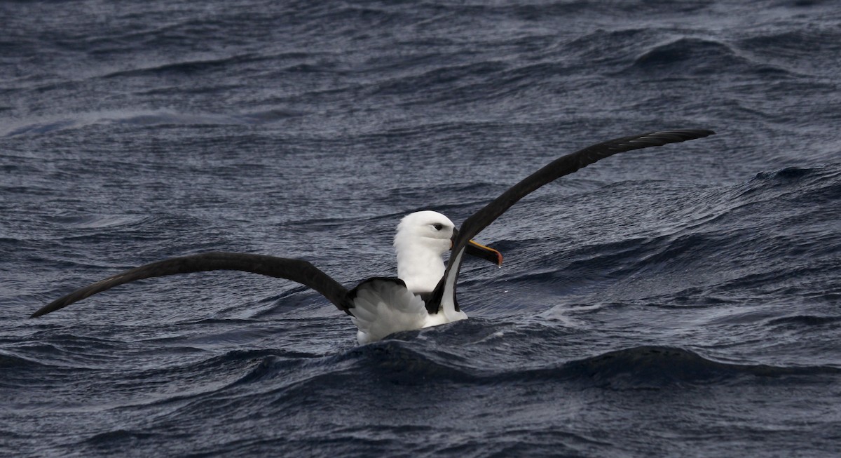 Indian Yellow-nosed Albatross - Paul Brooks