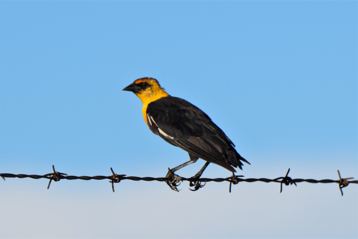 Yellow-headed Blackbird - Ken Milender