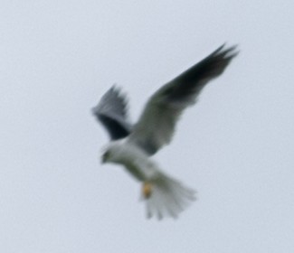 White-tailed Kite - Brad Singer
