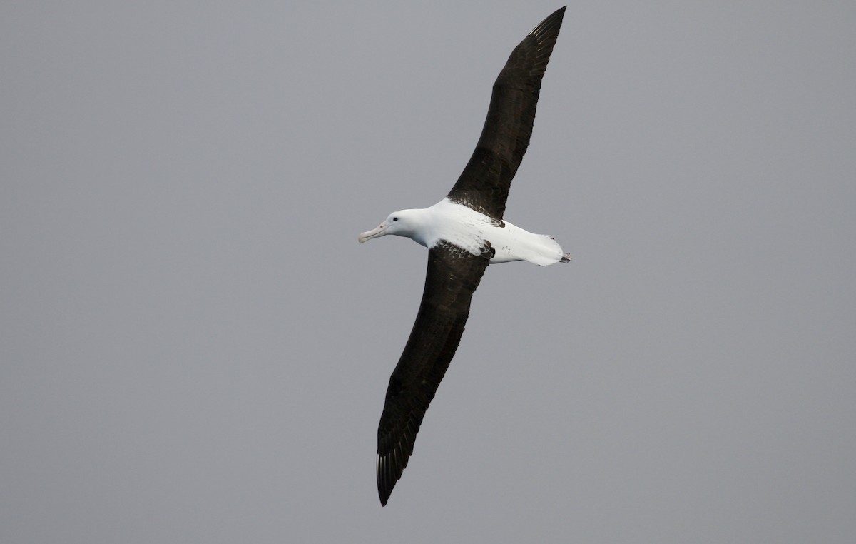 Northern Royal Albatross - Paul Brooks