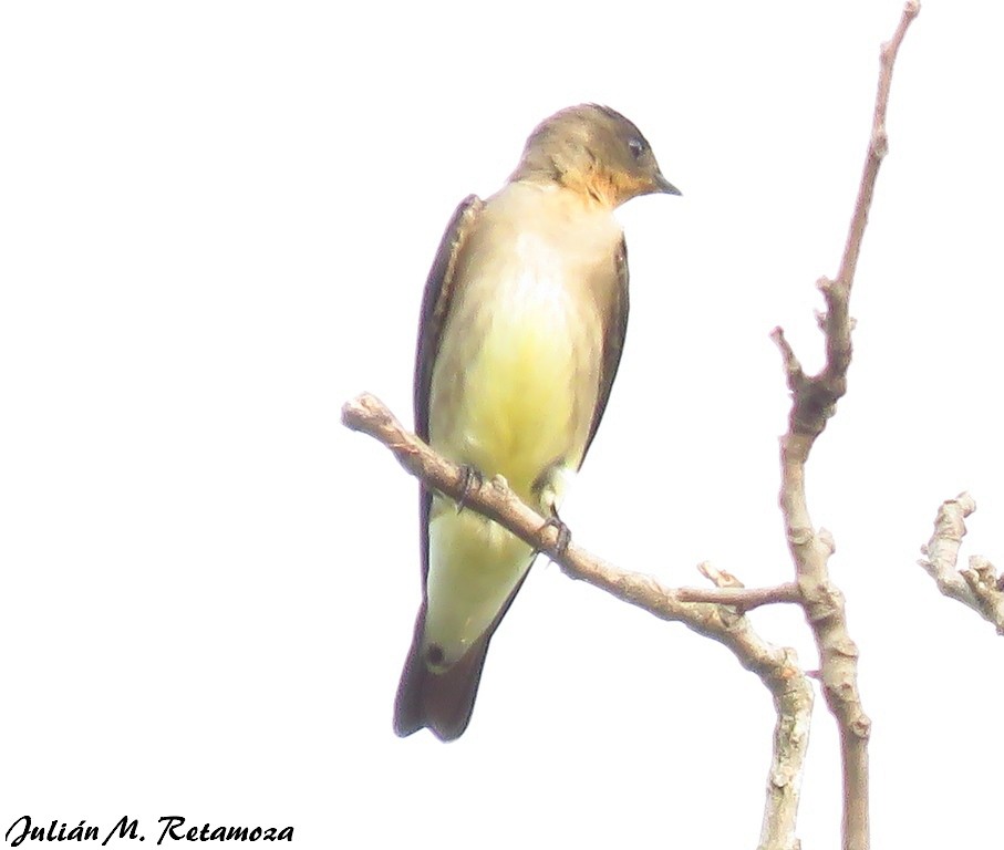 Southern Rough-winged Swallow - ML115524031