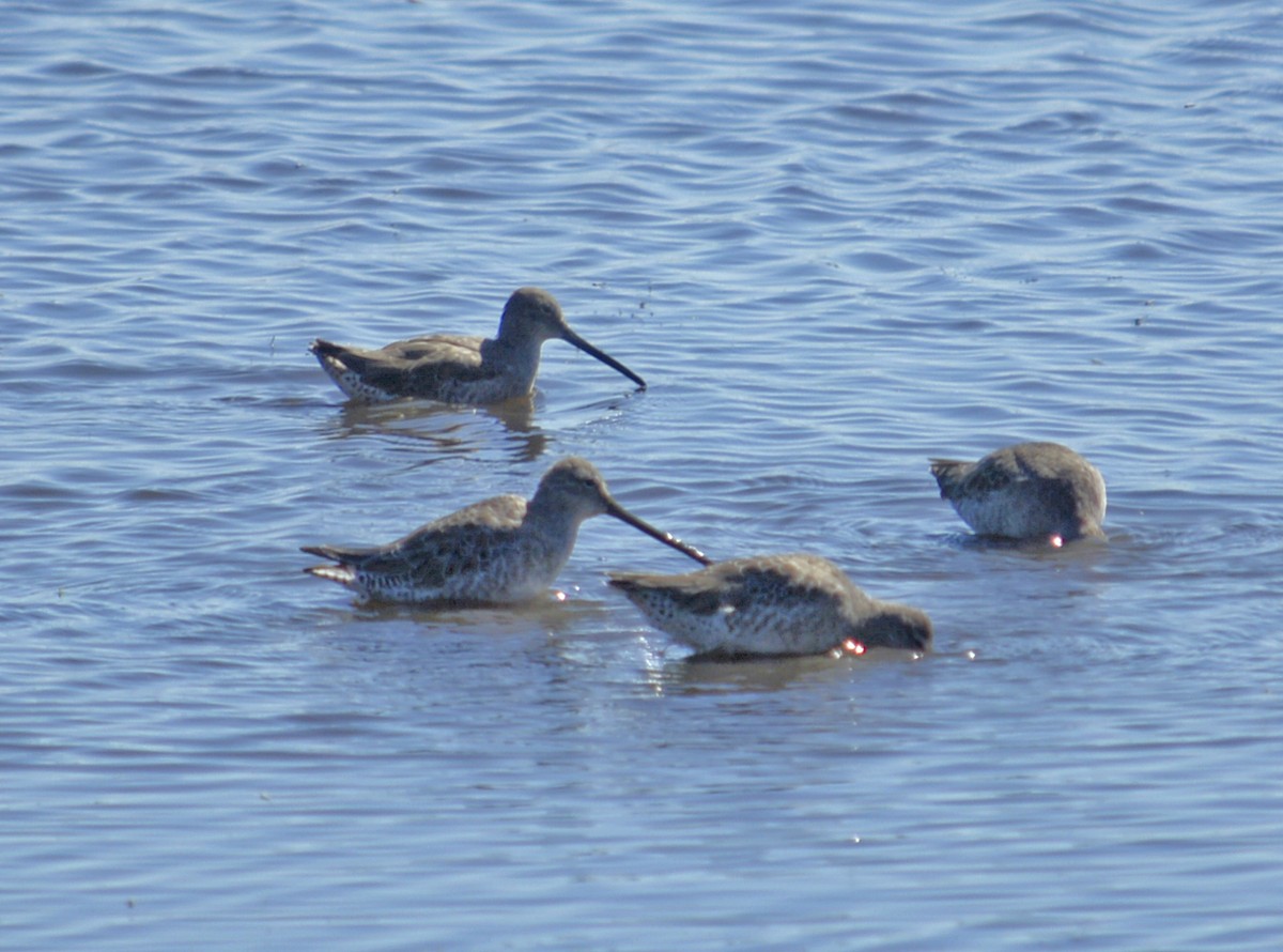 Long-billed Dowitcher - ML115524431