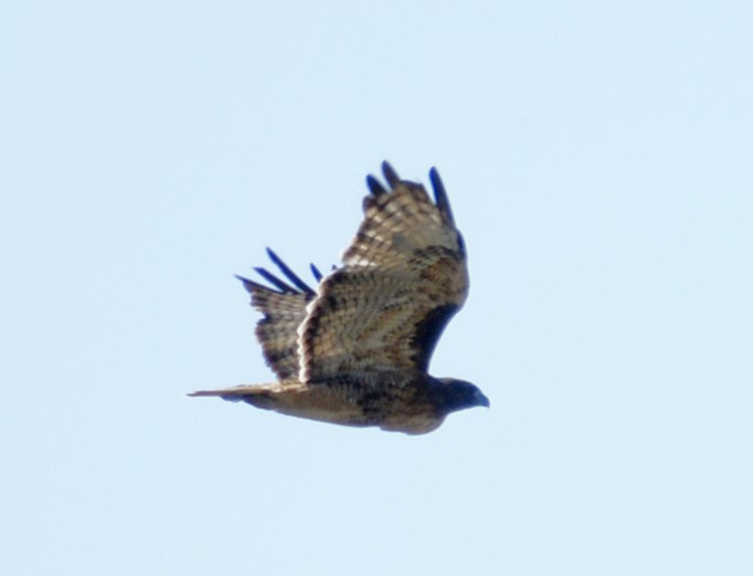 Red-tailed Hawk - ML115525651