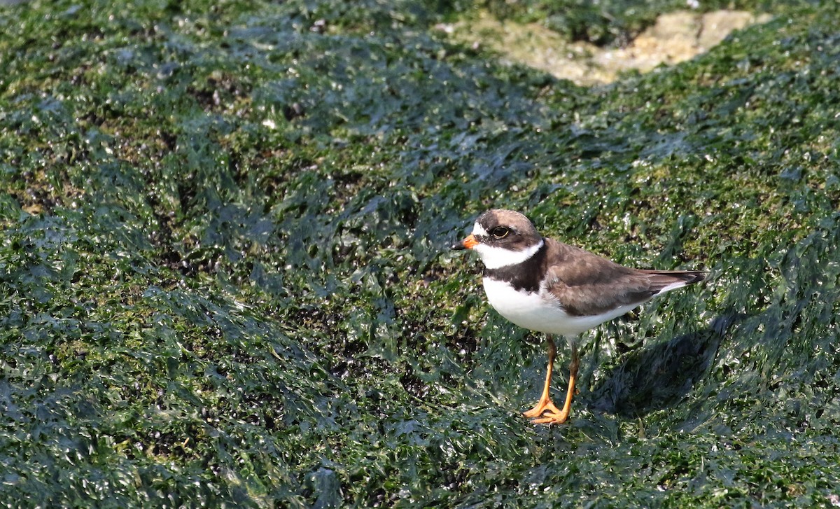 Semipalmated Plover - ML115529071