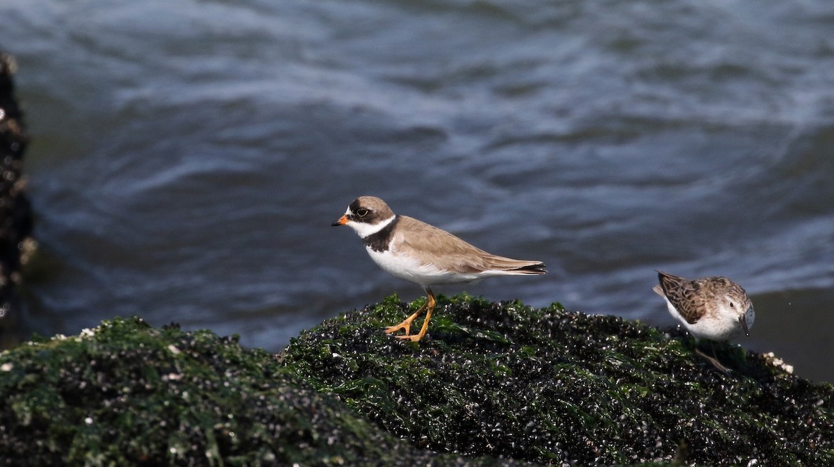 Semipalmated Plover - ML115529301