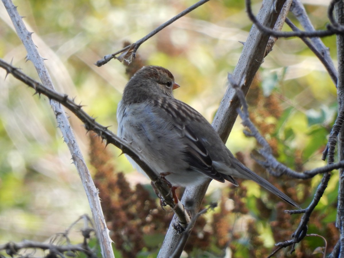 White-crowned Sparrow - ML115534741