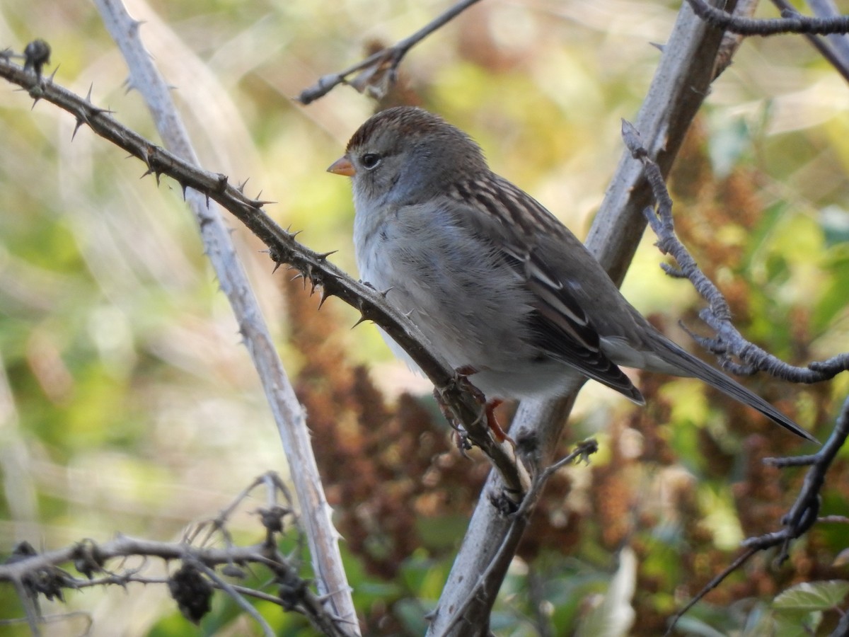 White-crowned Sparrow - ML115534751