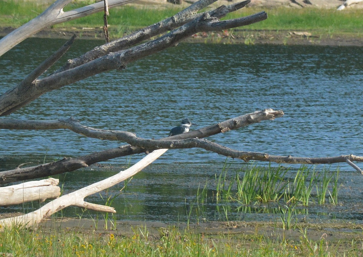 Belted Kingfisher - ML115535381