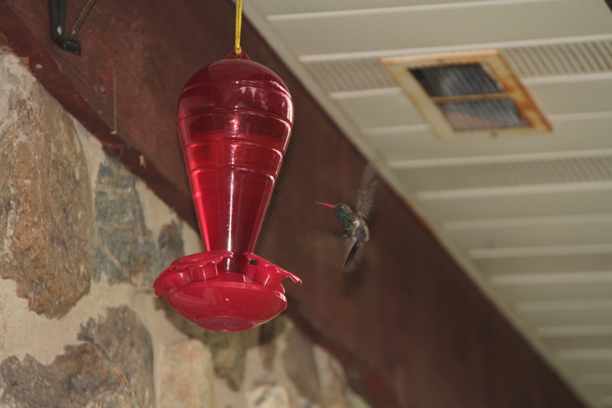 Broad-billed Hummingbird - Stephane Blais