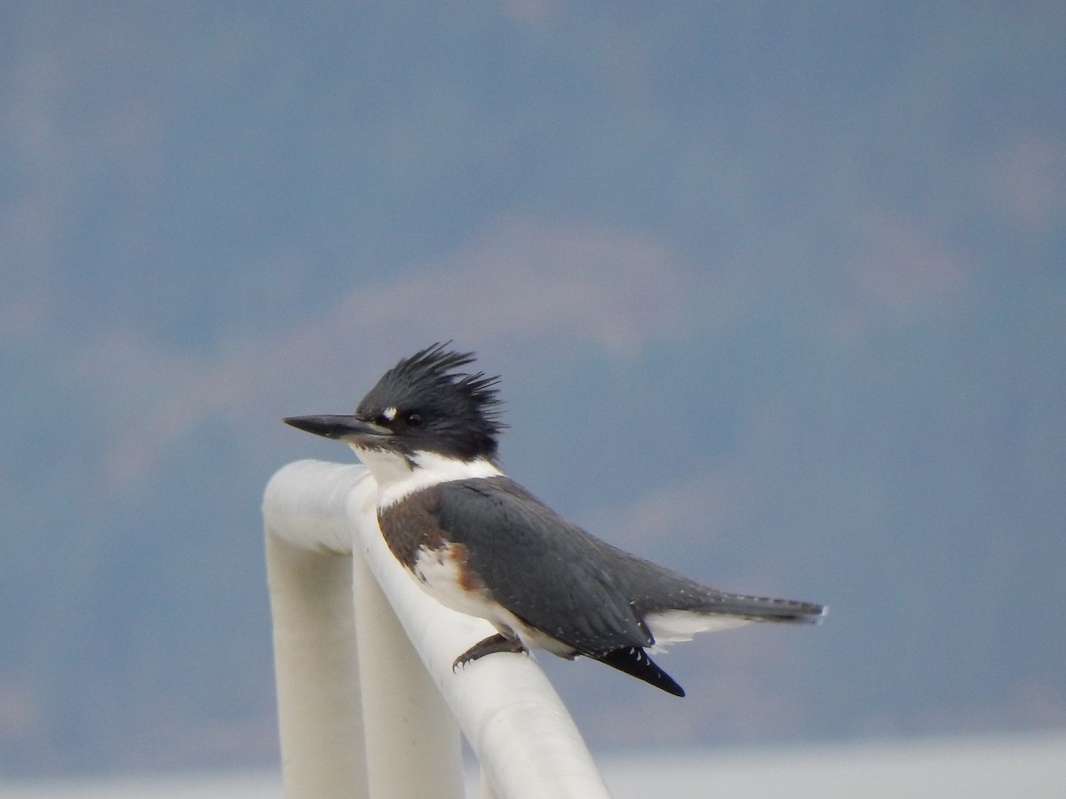 Belted Kingfisher - ML115539781