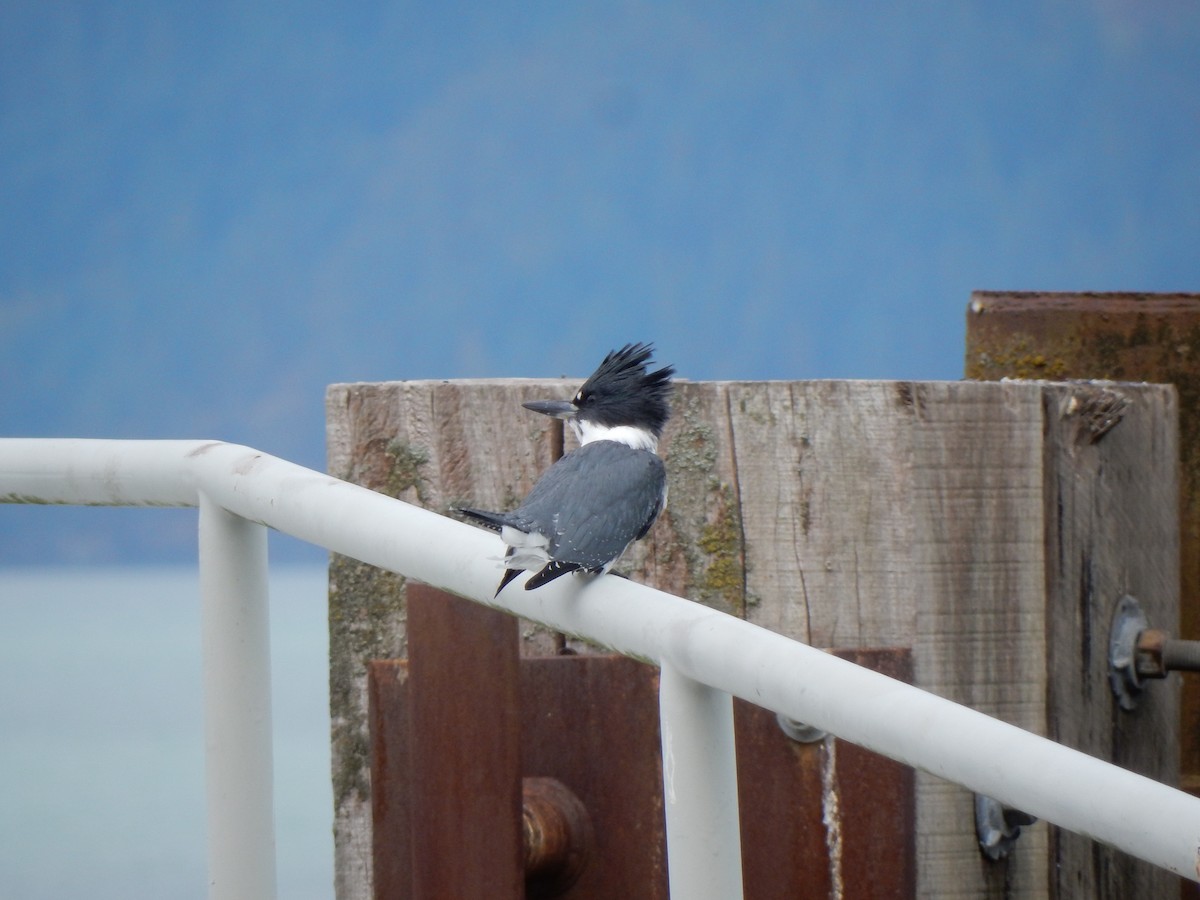 Belted Kingfisher - Sage P