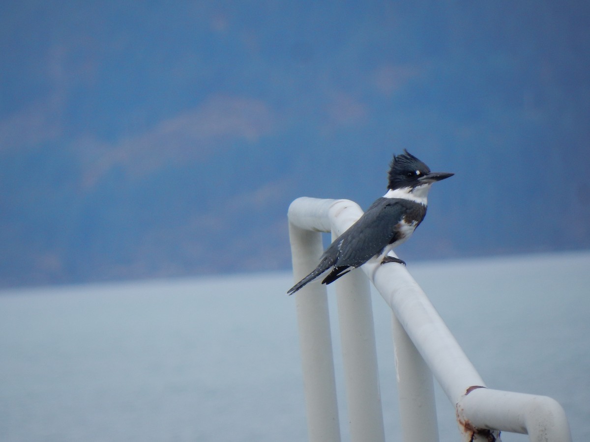 Belted Kingfisher - ML115539911