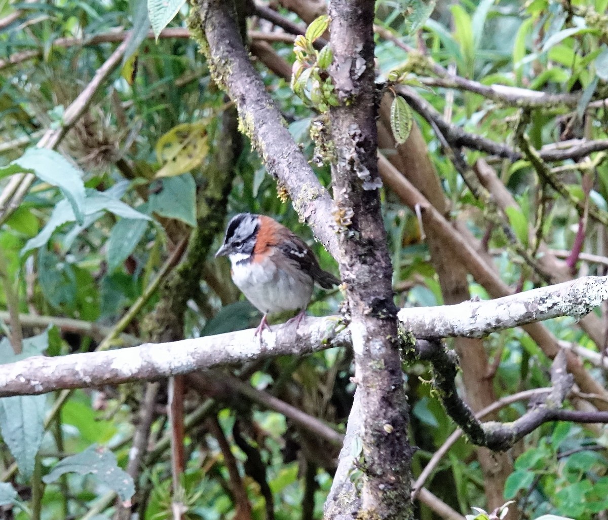 Rufous-collared Sparrow - ML115543361