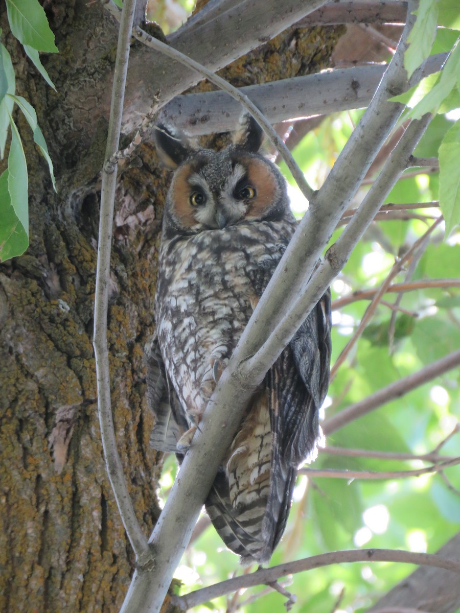 Long-eared Owl - Suzi Holt