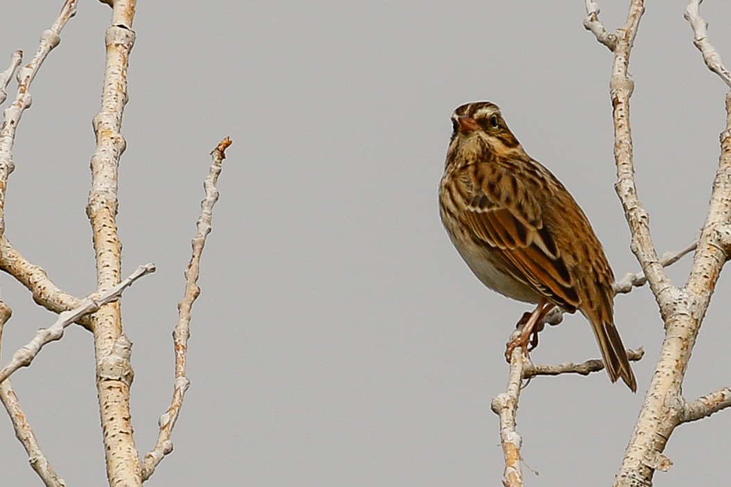 Savannah Sparrow - ML115545811