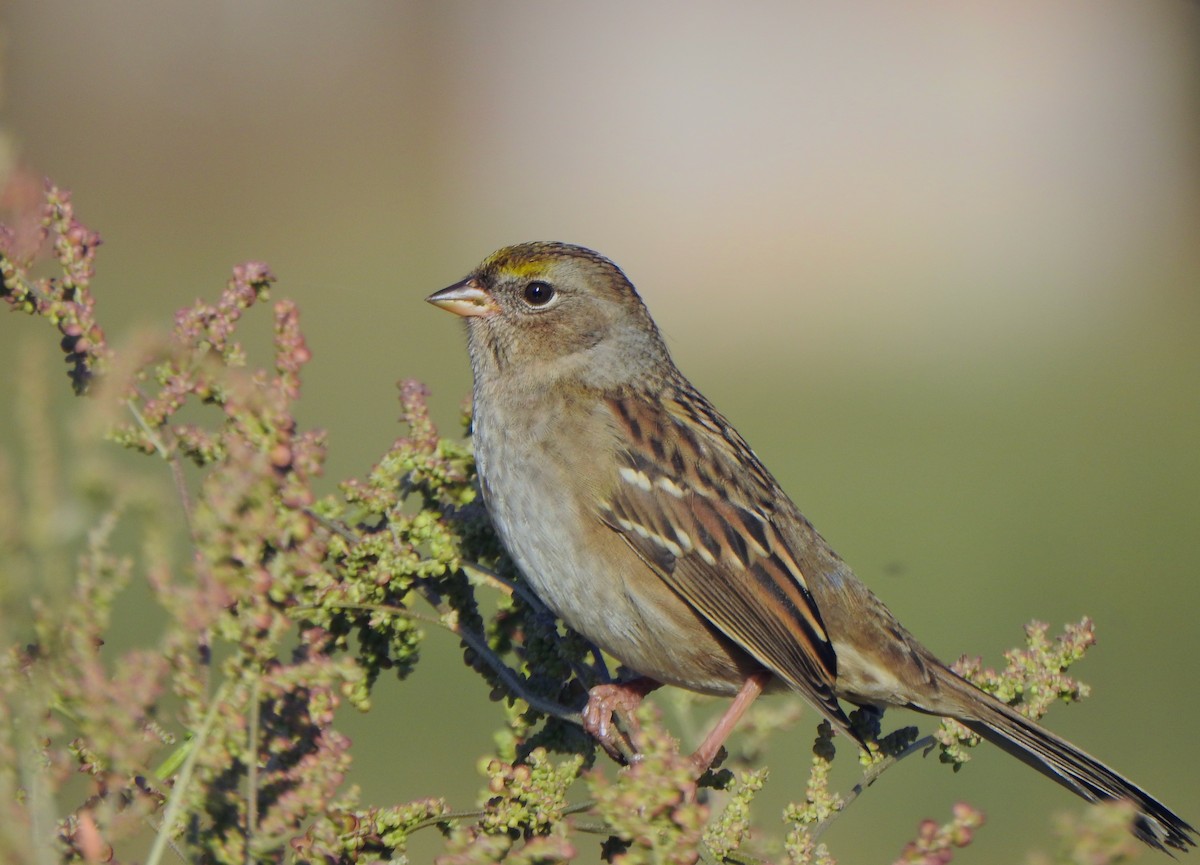 Golden-crowned Sparrow - Kalin Ocaña