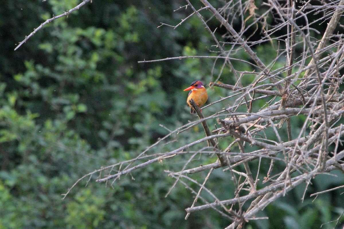 African Pygmy Kingfisher - Stephen Gast