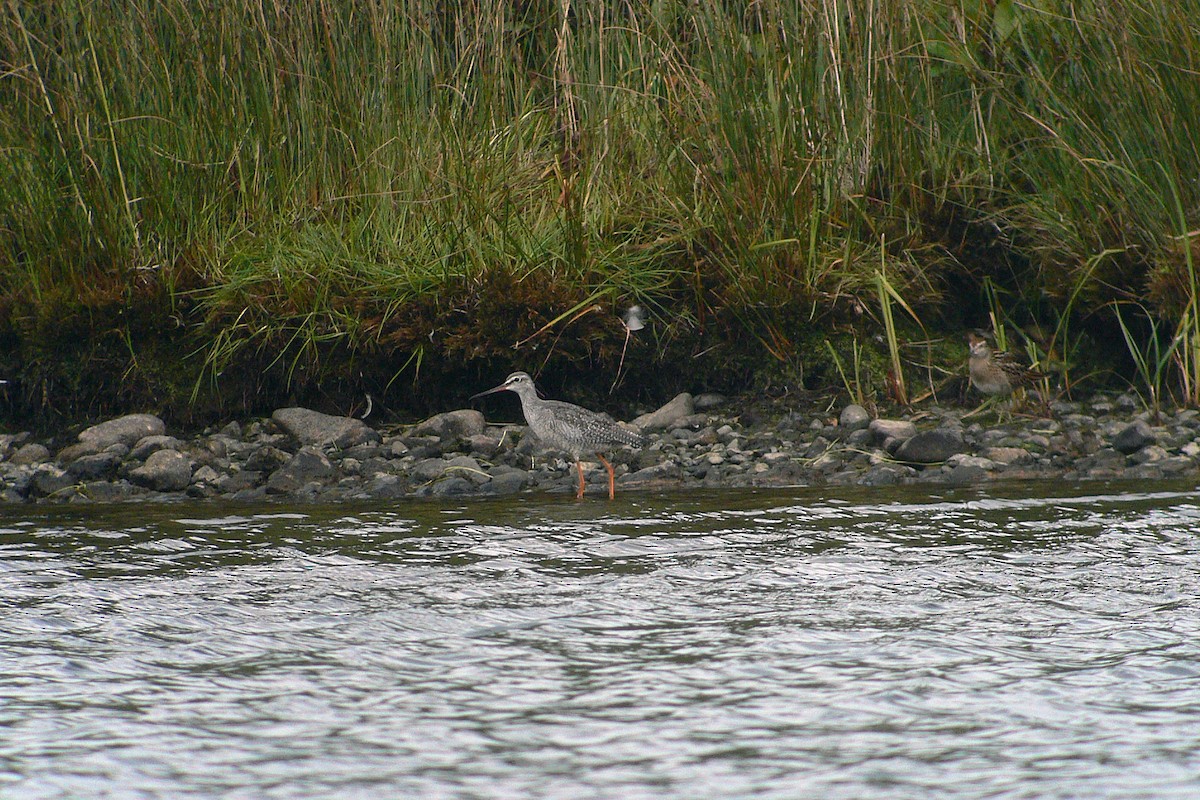 Spotted Redshank - ML115551281