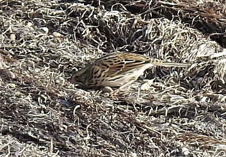 Savannah Sparrow - Cos van Wermeskerken