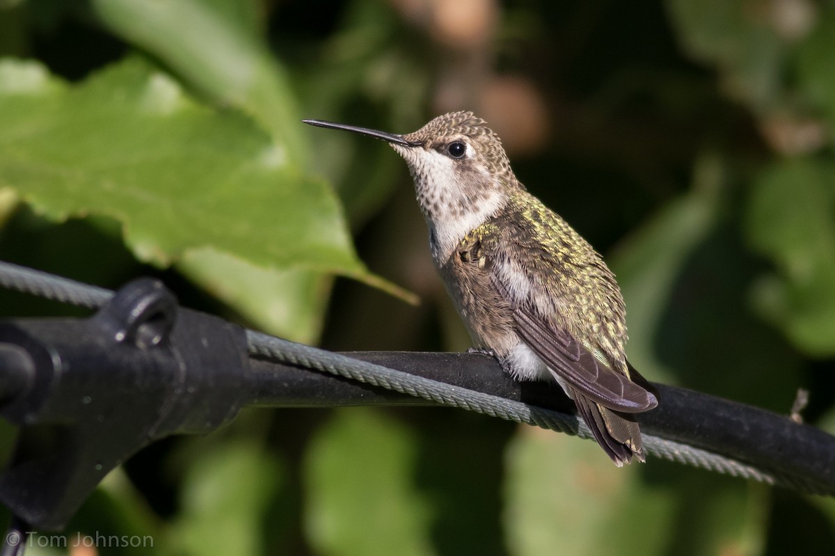 Black-chinned Hummingbird - Tom Johnson