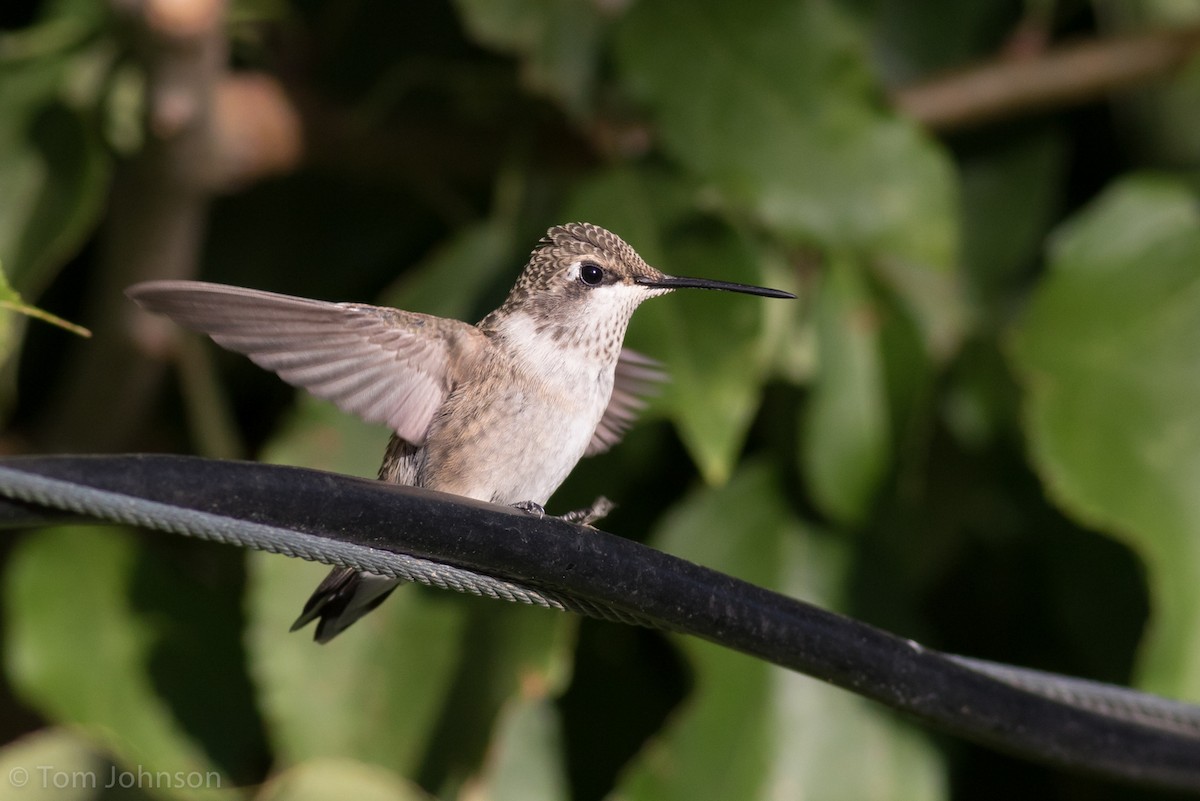 Black-chinned Hummingbird - ML115552491