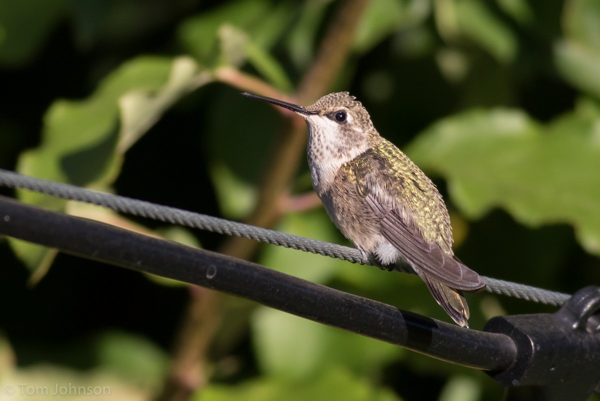 Black-chinned Hummingbird - ML115552511