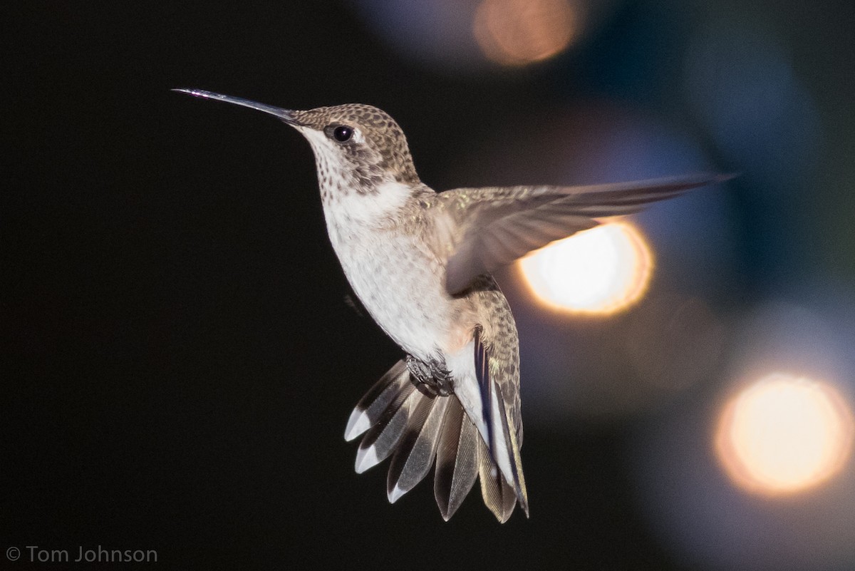 Black-chinned Hummingbird - Tom Johnson