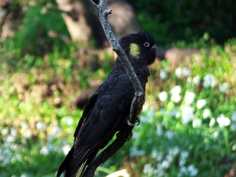 Yellow-tailed Black-Cockatoo - Alfons  Lawen