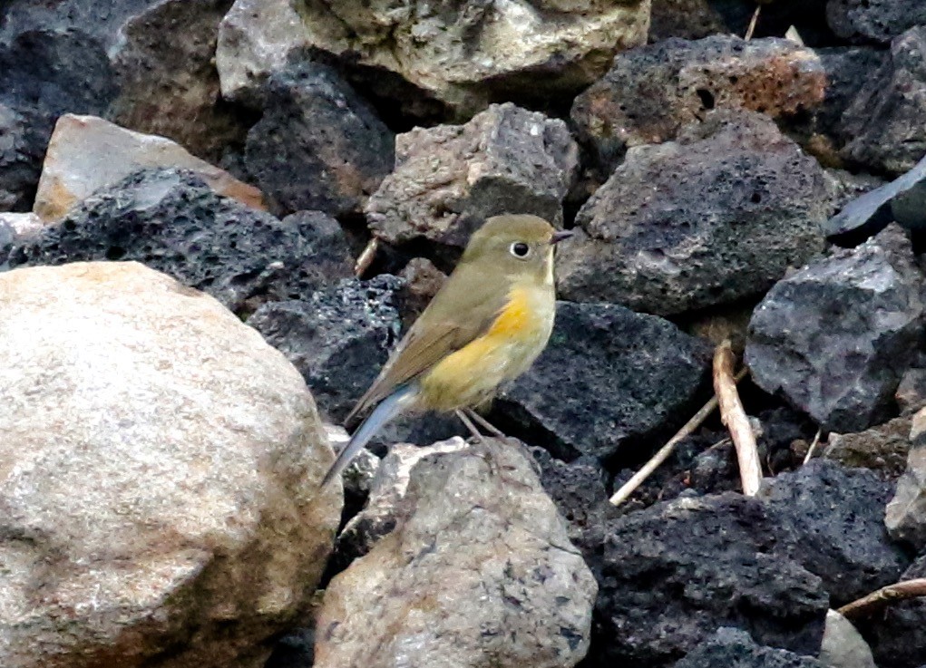 Red-flanked Bluetail - Victor Stoll