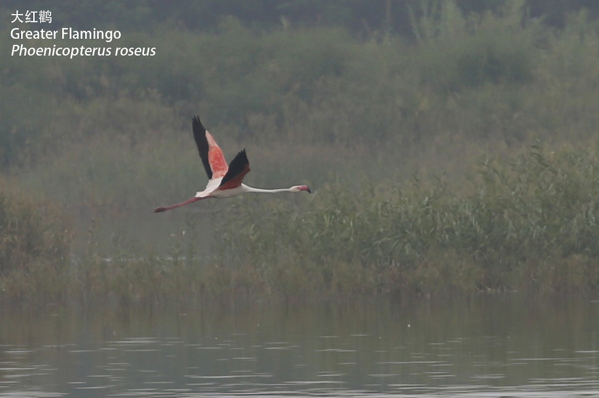 Greater Flamingo - Zhen niu
