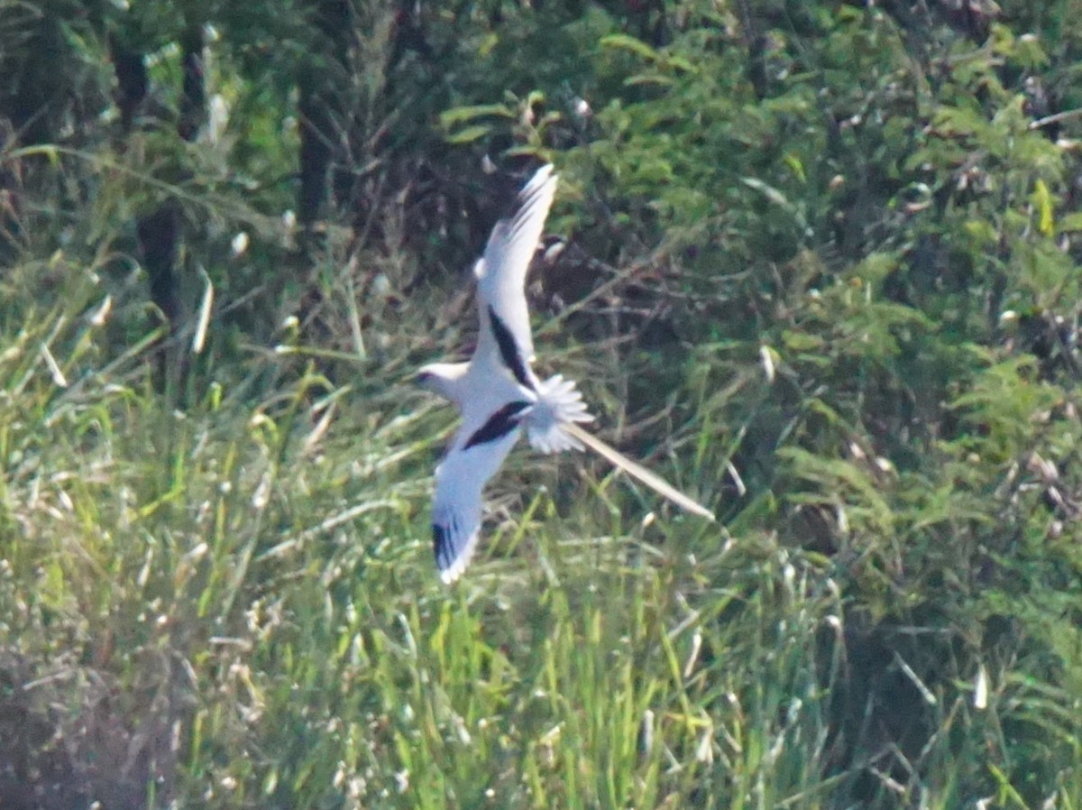 White-tailed Tropicbird - ML115558881