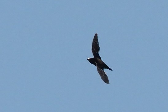 Brown-backed Needletail - ML115559831