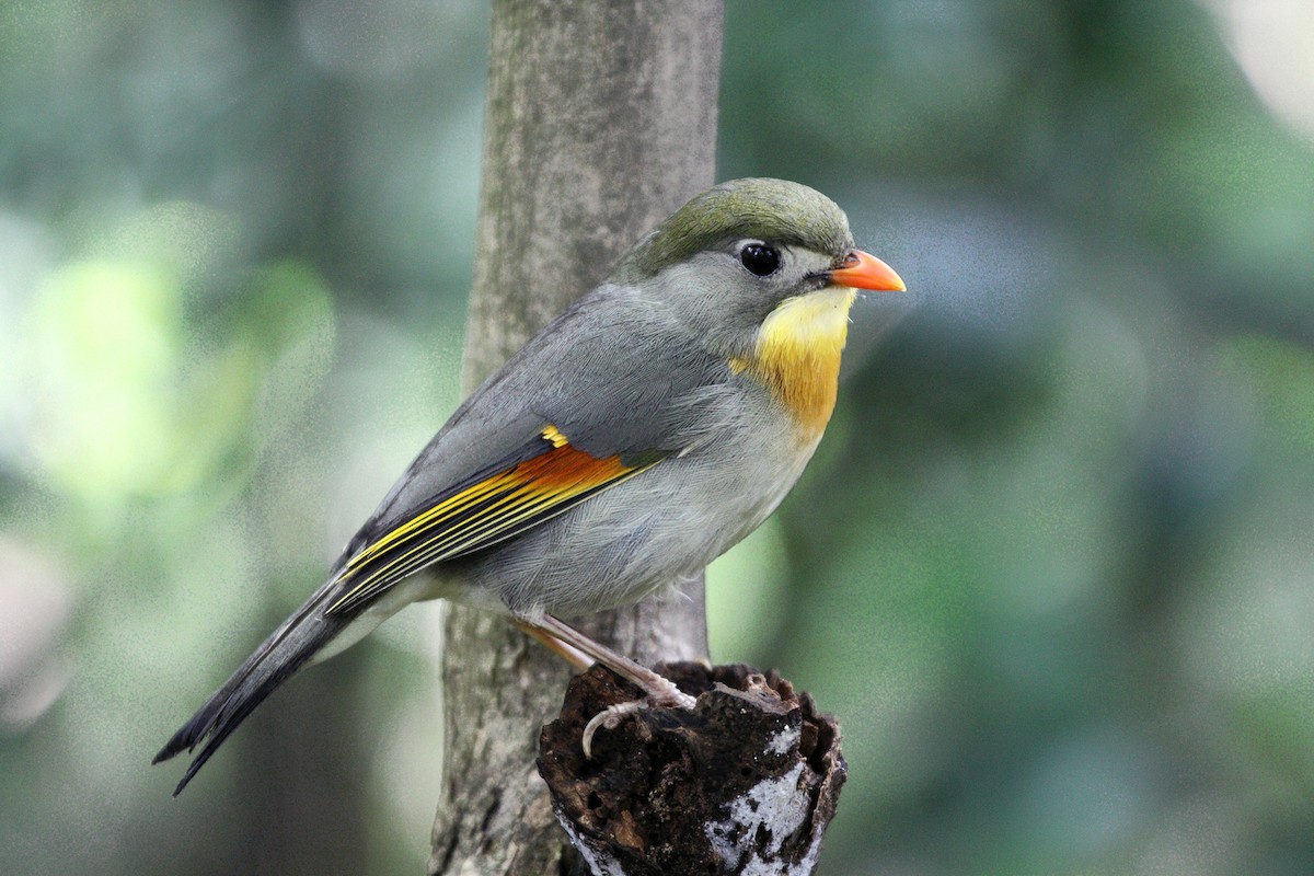Red-billed Leiothrix - Anonymous