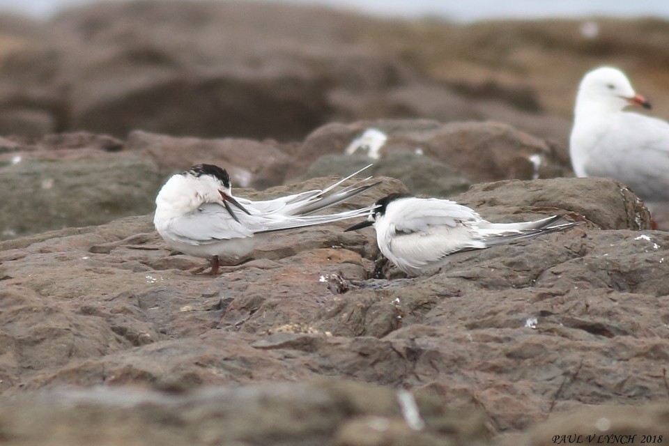 White-fronted Tern - Paul Lynch