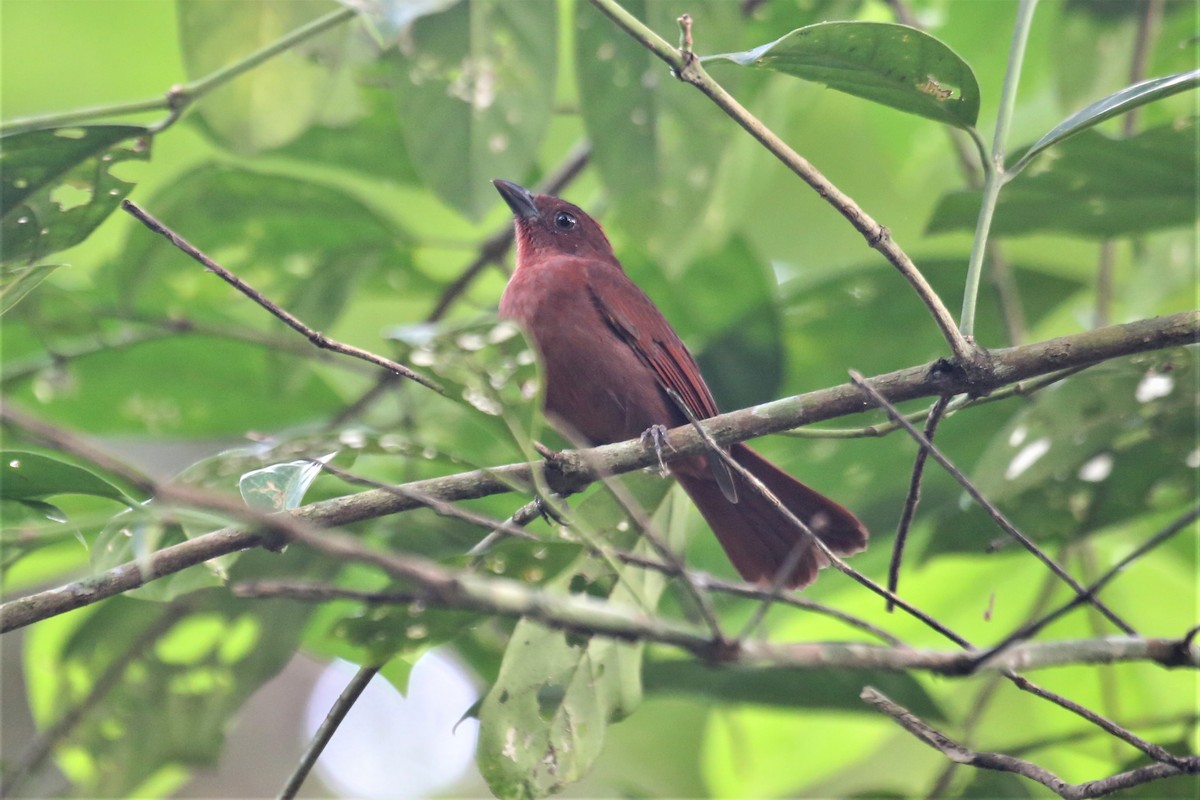 Red-crowned Ant-Tanager - ML115565641