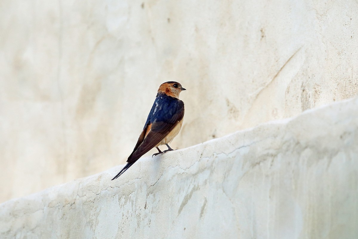 Red-rumped Swallow (Red-rumped) - ML115569021
