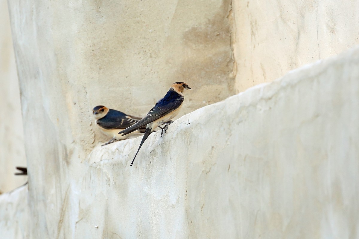 Red-rumped Swallow (Red-rumped) - Nigel Voaden