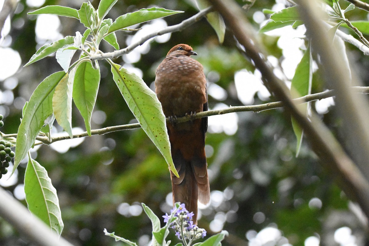 Brown Cuckoo-Dove - ML115569791