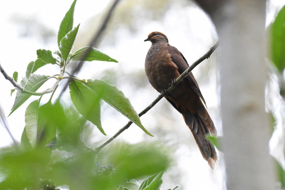 Brown Cuckoo-Dove - ML115570321
