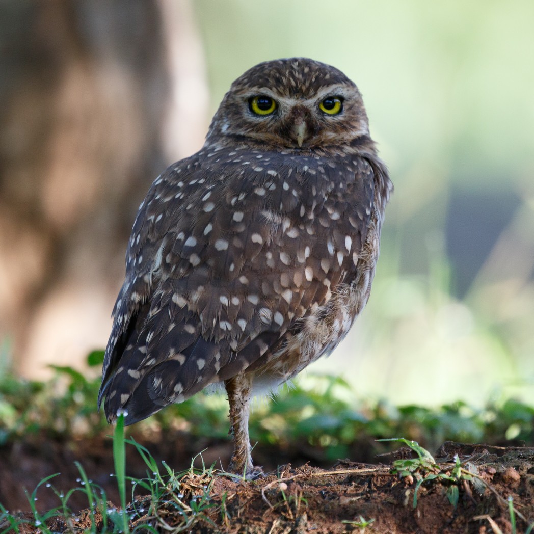 Burrowing Owl - Silvia Faustino Linhares