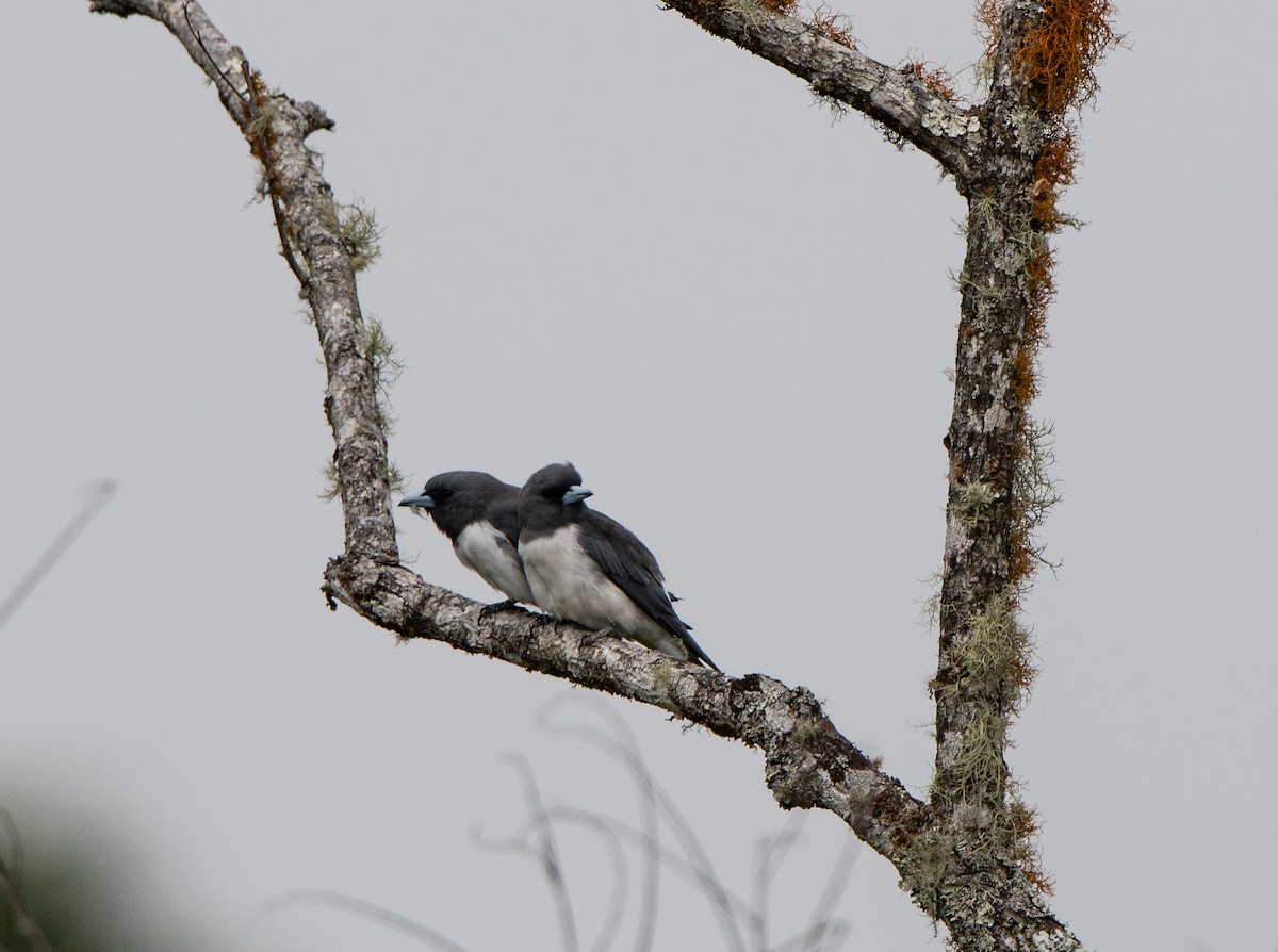 White-breasted Woodswallow - ML115572471