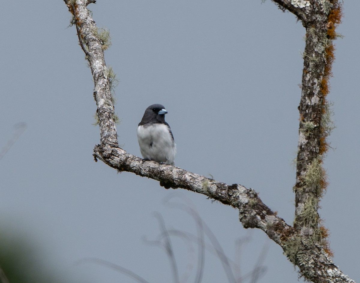 White-breasted Woodswallow - jimmy Yao